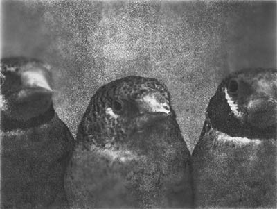 Three Birds/Front View